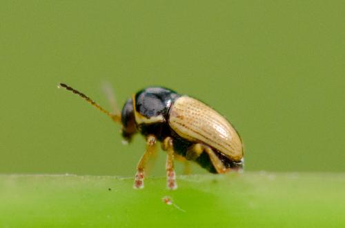 Réf. 270 421 : Cryptocephalus pygmaeus